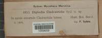Diplodia cladrastidis image